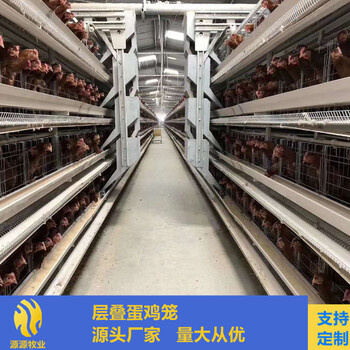 鸡笼自动化养殖设备养鸡设备蛋鸡笼