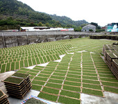 2019年高山白毫银针毫香浓数量不多价格便宜