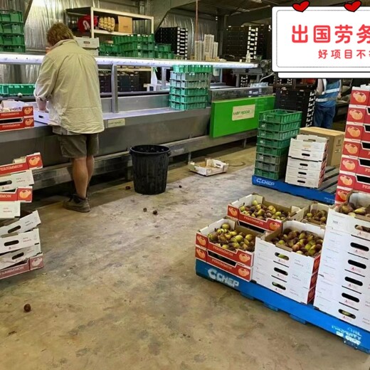 湖南永州商务外派企业新西兰采草莓出国攻略大全