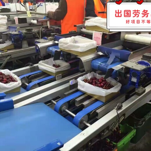 湖南衡阳传统服务行业新西兰采草莓中新关系稳定