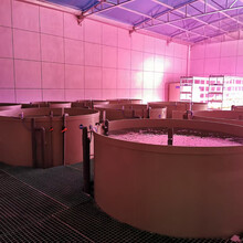 海水养殖塑料鱼池室内循环水pp养殖池鱼苗孵化桶
