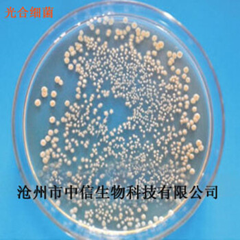 光合細(xì)菌沼澤紅甲單胞菌調(diào)節(jié)水質(zhì)促藻類生長(zhǎng)平衡水體PH