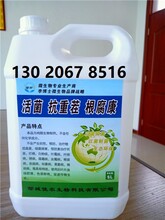 福州活菌抗重茬根腐康微生物肥，冲施肥，快速增产