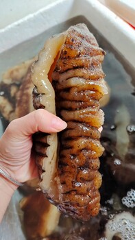 大连水发海参即食找实力合作代理商