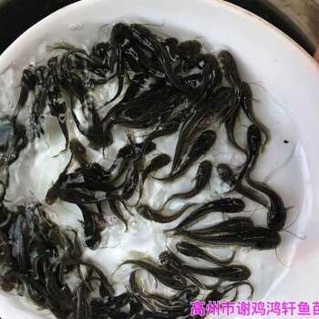 廣西欽州黃鯰魚苗批發(fā)廣西北海雜交南方大口鯰魚苗出售