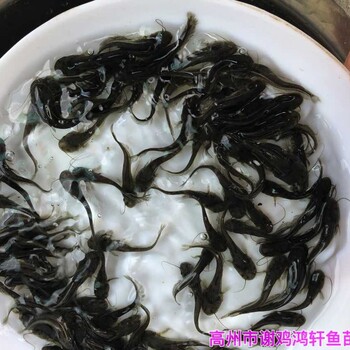 廣西欽州黃鯰魚苗批發(fā)廣西北海雜交南方大口鯰魚苗出售