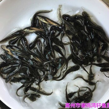 廣西欽州黃鯰魚苗批發(fā)廣西北海雜交南方大口鯰魚苗出售
