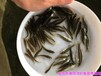广西玉林淡水鲈鱼苗批发广西来宾加州鲈鱼苗出售
