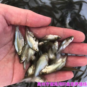 广西贵港三角鲂鱼苗批发广西南宁鳊鱼苗出售