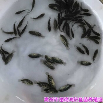 廣西桂林珍珠花斑魚苗批發(fā)廣西防城港淡水石斑魚苗出售