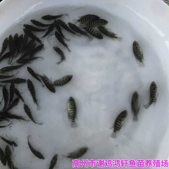 广东惠州珍珠花斑鱼苗批发广东茂名淡水石斑鱼苗出售