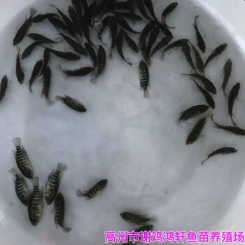 廣西桂林珍珠花斑魚苗批發(fā)廣西防城港淡水石斑魚苗出售