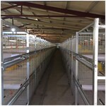 肉鸡笼养系统鸡笼鸭笼家禽养殖设备金石农牧机械