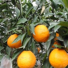 国内外多种“柑橘”果树苗批发价格优惠