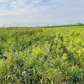 巴旦木种植应该如何选择好的巴旦木树苗品种