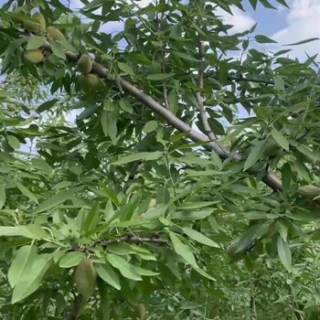 陕西巴旦木树苗种植为何要选择有实力的供应商