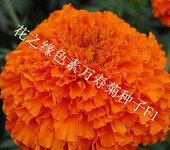 赤峰出售花卉种子万寿菊种子赤峰色素万寿菊种子厂家长期供应