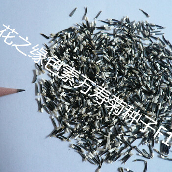 批發(fā)雜交一代萬(wàn)壽菊種子天然色素高產(chǎn)菊花