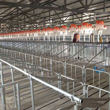 养猪自动料线养殖场新设备自动喂料线自动化喂料系统