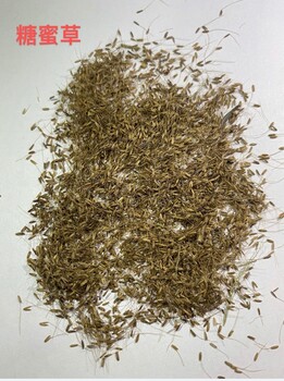 護坡綠化糖蜜草