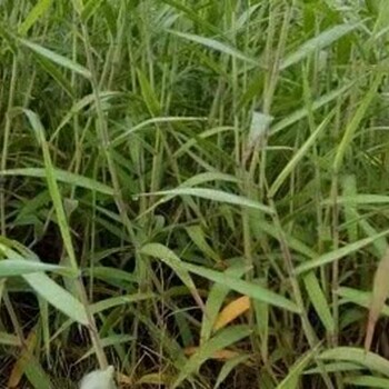 廣西護(hù)坡草種糖蜜草