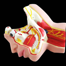 三叉神经软硅胶解剖模型