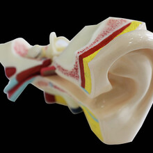 右耳软硅胶解剖模型