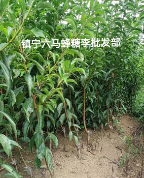鎮(zhèn)寧六馬蜂糖李苗木批發(fā)