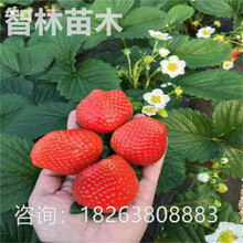 智林草莓苗章姬草莓苗穴盘苗长期出售