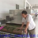 山西黃花菜微波殺青機