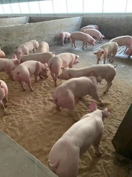 豬苗豬仔出售提供喂養養殖技術