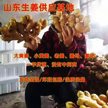 生姜批發(fā)哪里靠譜大黃姜批發(fā)價(jià)格