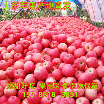 紅富士蘋果成熟了條紋紅片紅紅富士蘋果