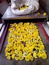 菊花微波殺青機供應(yīng)