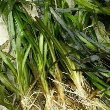 水生態(tài)修復(fù)（苦草）黑澡，金魚藻，狐尾藻