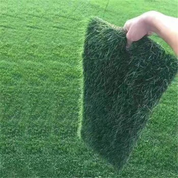 衡陽基地馬尼拉草