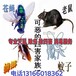 杨浦区杀虫消毒公司收费家庭灭蟑螂灭鼠除虫灭四害