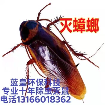 上海普陀區(qū)超市家庭除蟑螂滅蚊蠅抓老鼠消殺消毒