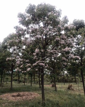 遼寧黑果腺肋花楸價格&東北百花花楸供應(yīng)&吉林核桃楸&內(nèi)蒙古
