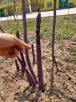 供應特色紫蘆筍種子-康愛草