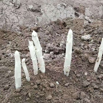 供應(yīng)康愛(ài)草1號(hào)-雜交一代白蘆筍種子批發(fā)零售