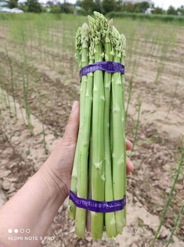 延慶康愛草1號F1蘆筍苗種植基地,白蘆筍苗育苗基地