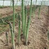 云南綠寶石F1蘆筍苗，早熟全綠高產抗病，綠蘆筍苗種植方法