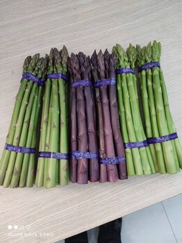 遼寧康愛草1號蘆筍苗批發(fā)零售,蘆筍種植當年能收嗎