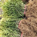 山東綠化工程小葉黃楊從這里買、濱州小葉黃楊綠籬苗常用規(guī)格都有