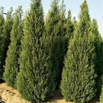 湖北塔柏供应商、荆州30-80公分塔柏小苗便宜、荒山造林绿化树种