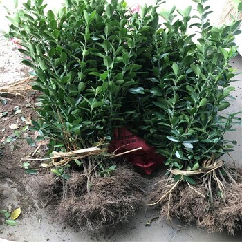河北哪里賣(mài)大葉黃楊、保定大葉黃楊苗交易市場(chǎng)、涿州綠化