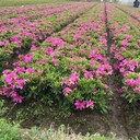 江蘇毛娟、宿遷綠化植物毛娟杜鵑花毛杜鵑、花鏡花叢觀賞花卉