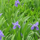 鳶尾花批發(fā)、藍(lán)花鳶尾便宜賣、林下地被花鏡花叢觀賞綠植