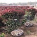 2米红叶石楠球价格江苏便宜、红色系园林绿化球类植物、观赏性强